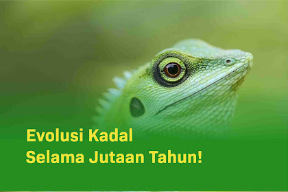 Evolusi Kadal: Bagaimana Reptil Mampu Menyesuaikan Diri dengan Lingkungan Selama Jutaan Tahun